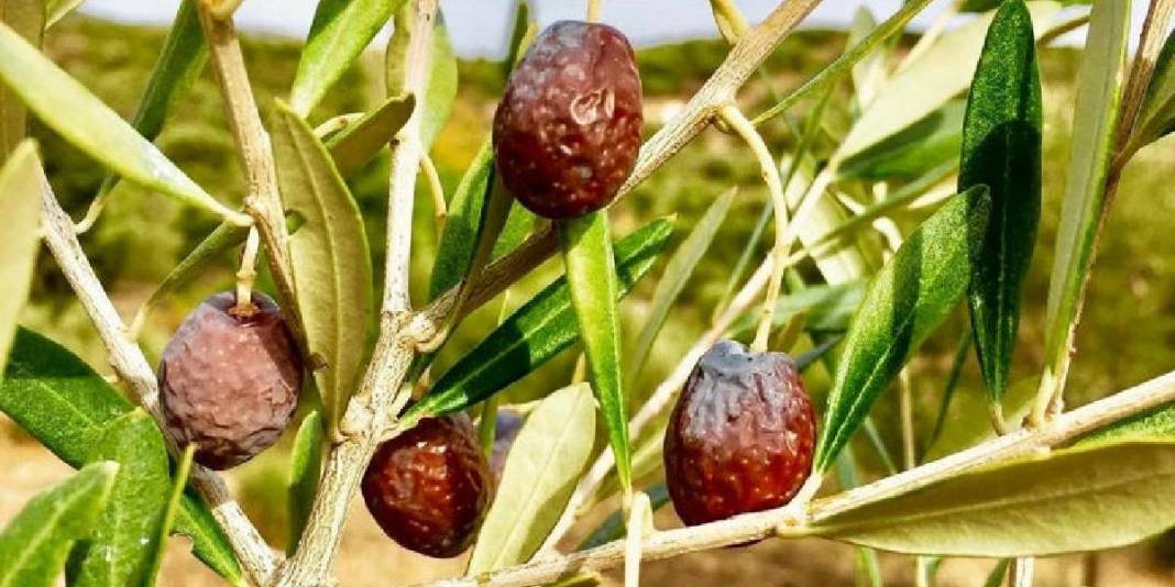 Doğanın sunduğu lezzet özenle toplanıyor! Özel Furma Zeytininde hasat heyecanı: İşlem görmeden, tazecik tüketiliyor 2